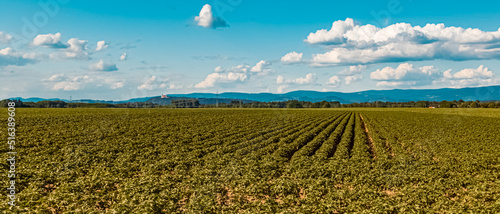 The Bavarian forest in the background near the famous Bogenberg mountain, Bogen, Danube, Bavaria, Germany photo