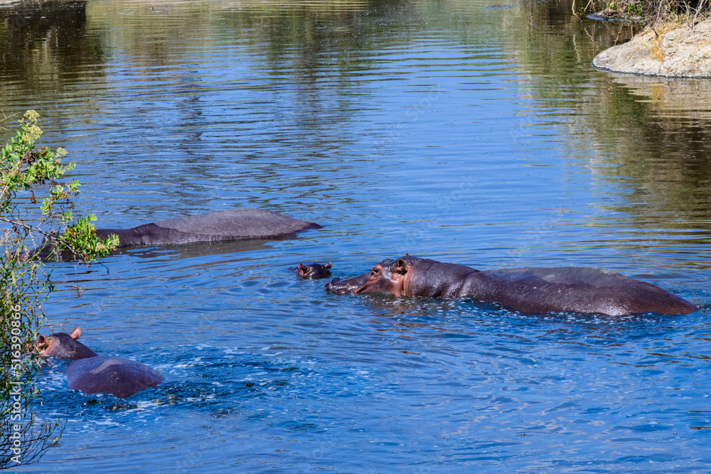 Fototapeta premium Hippos (hippopotamus amphibius) in pond at the Serengeti national park, Tanzania. Wildlife photo