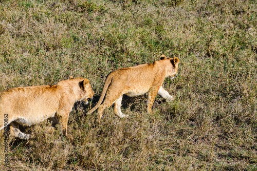 Lion cubs walking in a grass. Serengeti national park, Tanzania