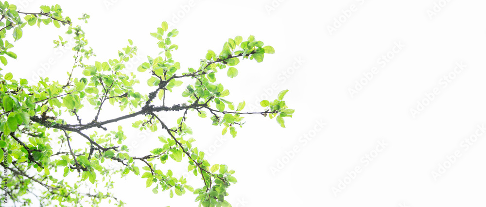 Lush green leaf, purity nature background. Green leaves on elm tree. Nature spring and summer banner. Plants against the blue sky concept. Trees branch isolated on white background. Lush green leaf, purity nature background. Green leaves on elm tree. Nature spring and summer banner. Plants against the blue sky concept. Trees branch isolated on white background.