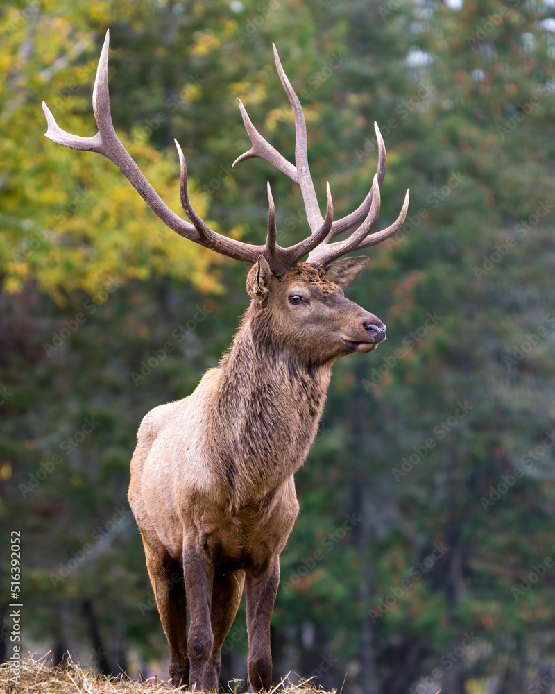 Fototapeta premium Elk Stock Photo and Image. Male buck resting in the field in mating season in the bush with grass background in its environment and habitat surrounding. Head shot. Displaying antlers.