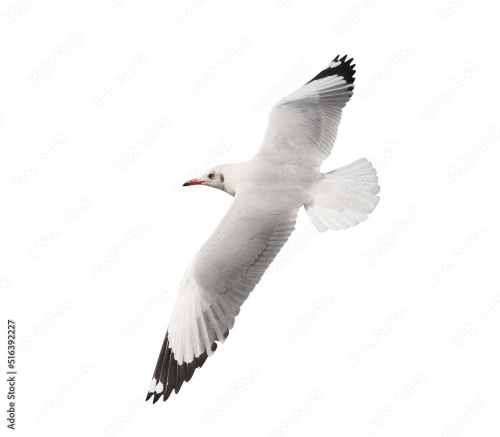 Fototapeta premium Flying seagull isolated on white background.