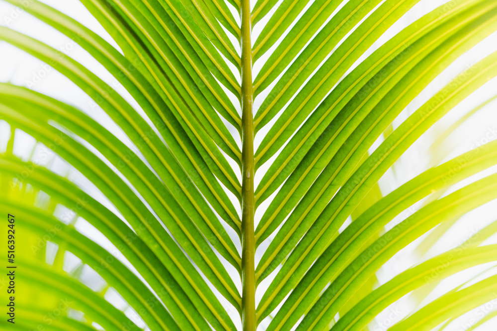 Abstract green coconut leaf on sunlight, natural greenery leaf using as a background concept Abstract green coconut leaf on sunlight, natural greenery leaf using as a background concept
