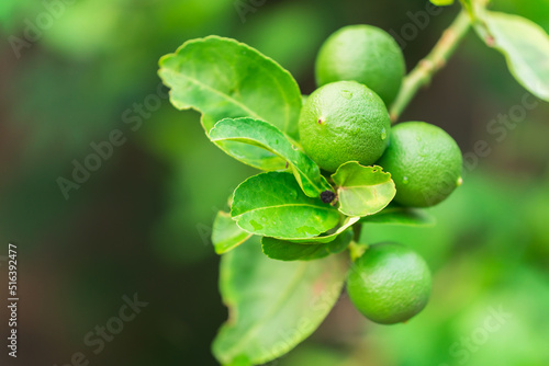 Closeup limes fruit  the high levels of Vitamin C  limes can protect from infection and speed up body s healing process