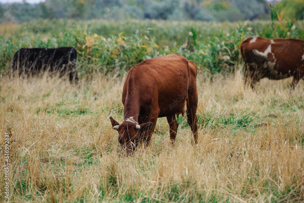 Cows graze in the steppe area in the fall season. Free grazing of cows to produce natural milk. Cows graze in the steppe area in the fall season. Free grazing of cows to produce natural milk.