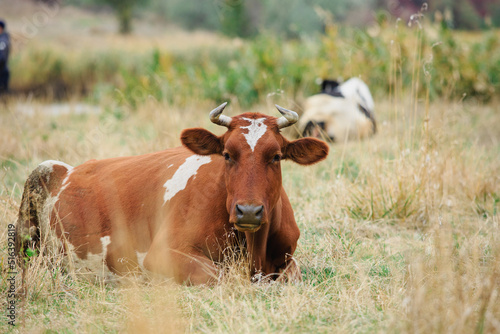 Фотография A cow resting in a steppe area in the fall season