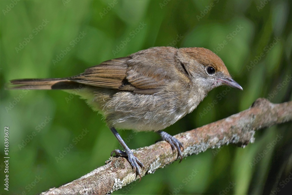 fauvette à tête noire (Sylvia atricapilla), Neuchâtel, Suisse. fauvette à tête noire (Sylvia atricapilla), Neuchâtel, Suisse.