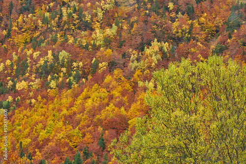 Colorful autumn season on Ordesa and Monte Perdido national park in Pyrenees of Spain..Ara river in Bujaruelo photo