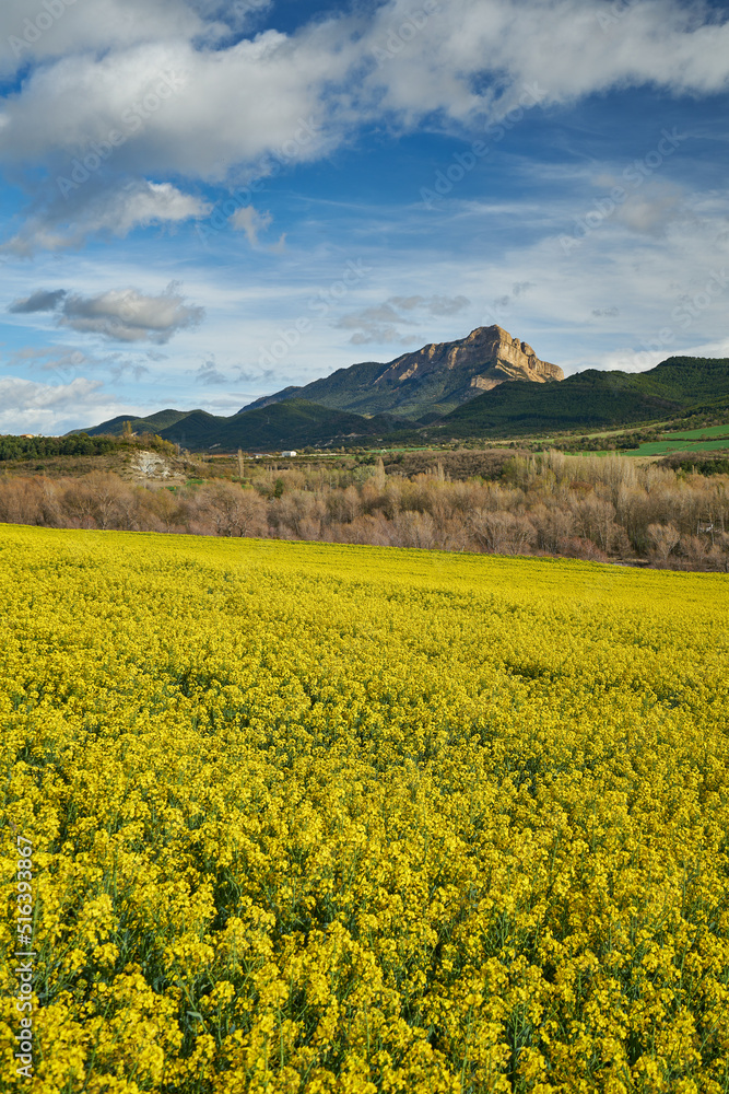 Tweed plantation near Jaca in spanish Pyrenees