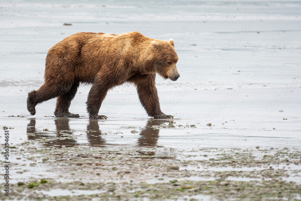 Alaskan brown bear walking across mud flat at McNeil River. Alaskan brown bear walking across mud flat at McNeil River.