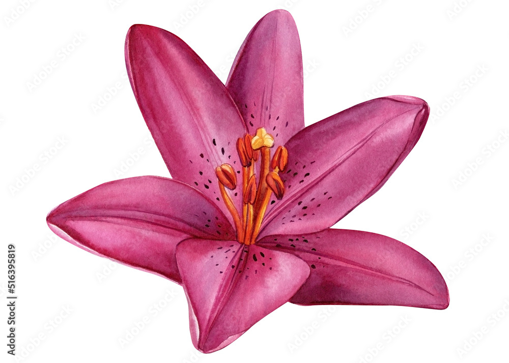 Lily flower, tropical flower isolated on white background. Watercolor illustration 