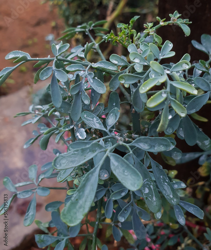 Close up on a green plant with green leaves known as the Ruta chalepensis photo