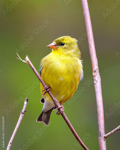 Yellow Warbler Stock Photo and Image. Perched on branch with blur background in its environment and habitat surrounding displaying yellow plumage feather. photo