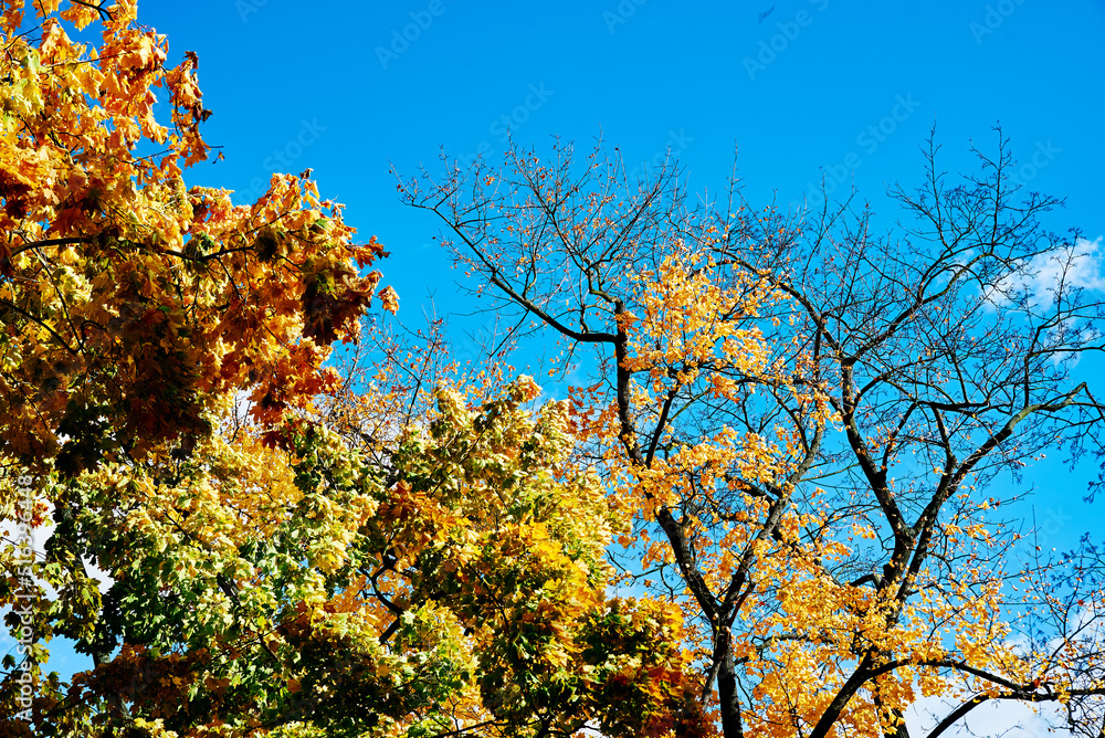 Autumn background. Autumn tree with colored leaves against blue sky Autumn background. Autumn tree with colored leaves against blue sky