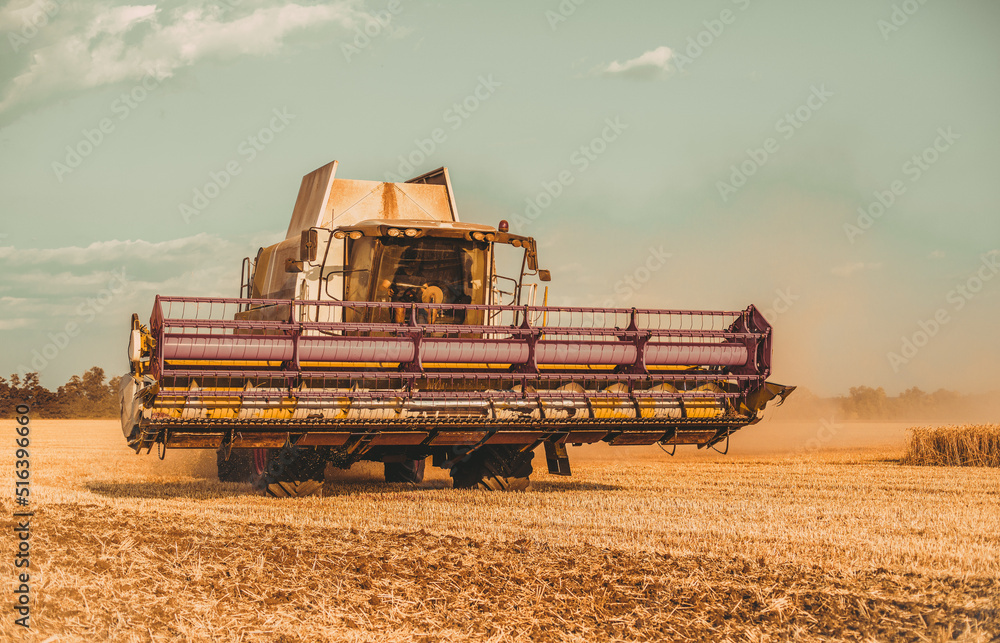 Fototapeta premium Ukrainian harvester collects wheat. Harvesting wheat in Ukraine.
