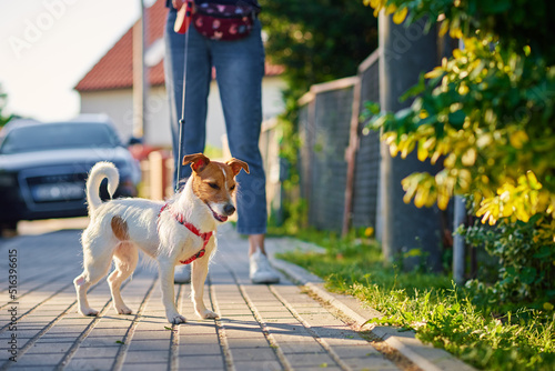 Pet owner walks with dog outdoors, Jack Russell terrier at city street in summer day