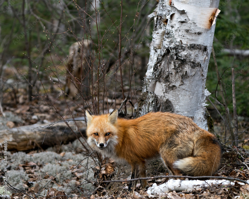 Fototapeta premium Red Fox Photo Stock. Fox Image. Close-up profile view in the spring season displaying fox tail, fur, in its environment and habitat with a birch tree and blur forest background. Picture. Portrait.