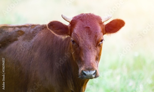 Cow portrait  beautiful animal on a background