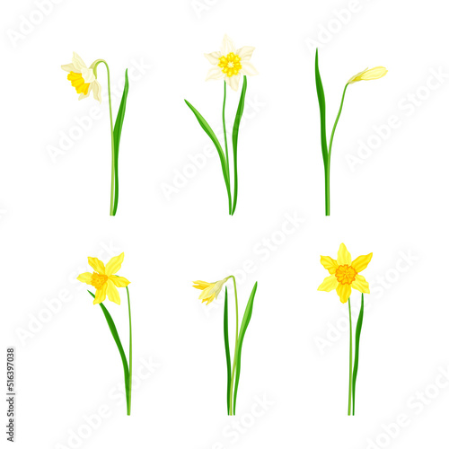 Fototapeta Naklejka Na Ścianę i Meble -  Narcissus as Spring Flowering Perennial Plant with White and Yellow Flowers and Leafless Flower Stem Vector Set