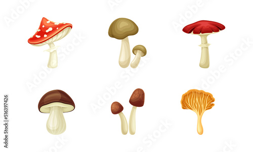 Forest Mushroom or Toadstool with Stem and Cap Isolated on White Background Vector Set