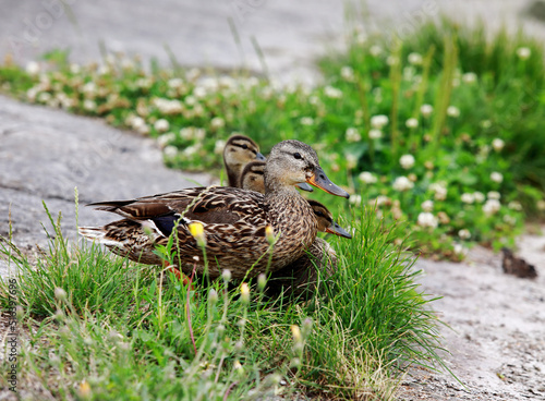 mother duck with little ducklings