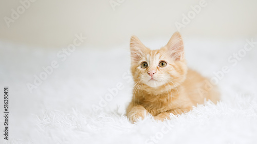 Little red kitten on a white blanket. Kitty three months