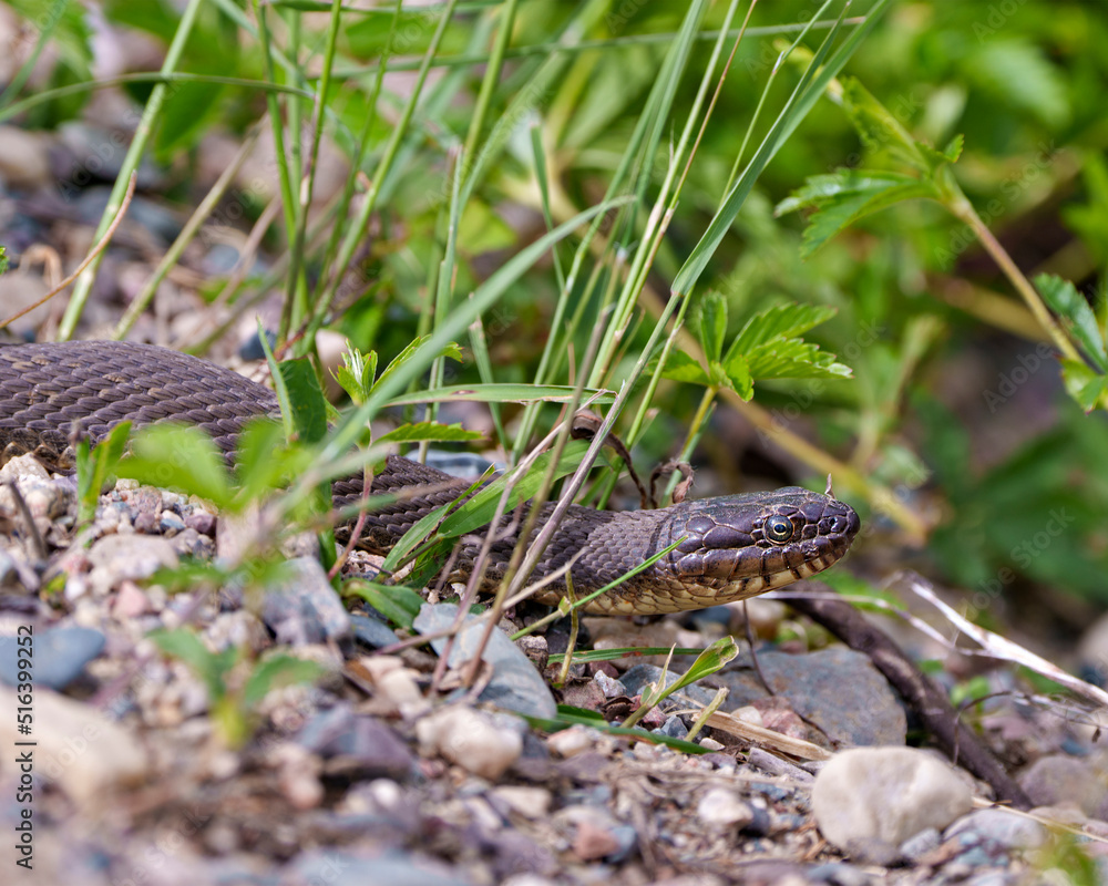 Obraz premium Snake Stock Photo and Image. Close-up profile view crawling on gravel rocks with a background foliage, in its environment and habitat surrounding.