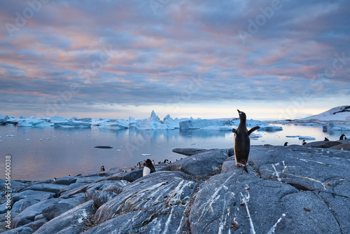 Penguin colony in Antartic peninsula