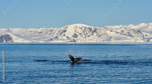 Whale tail in Antartic with a beautiful mountain scenary over the sea