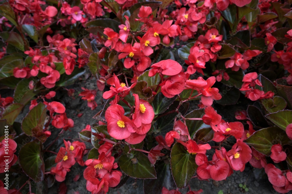 Czerwone kwiaty w ogrodzie 