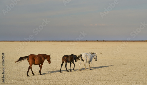 3 horses on a dry salt lake in Do  ana National Park in Andalusie  Spain.