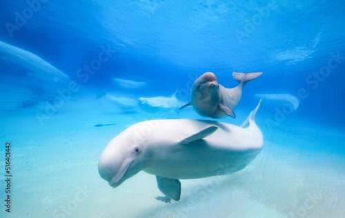 Foto Beluga whales in the aquarium, in nature