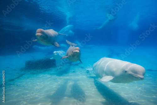 Beluga whales in the aquarium, in nature