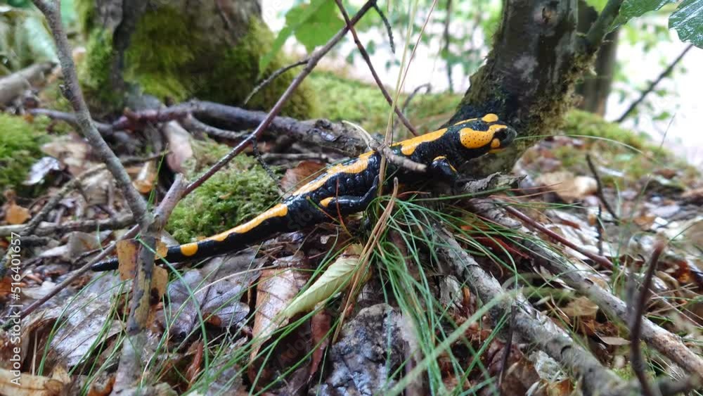 A fire salamander (Salamandra salamandra) in the wild A fire salamander (Salamandra salamandra) in the wild