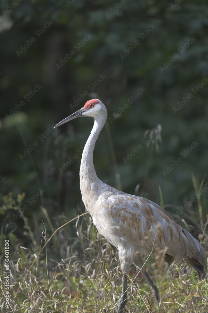 Naklejka premium sandhill crane standing in long grass