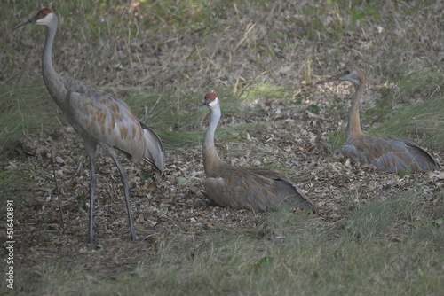 three sandhill cranes sitting and standing on grass