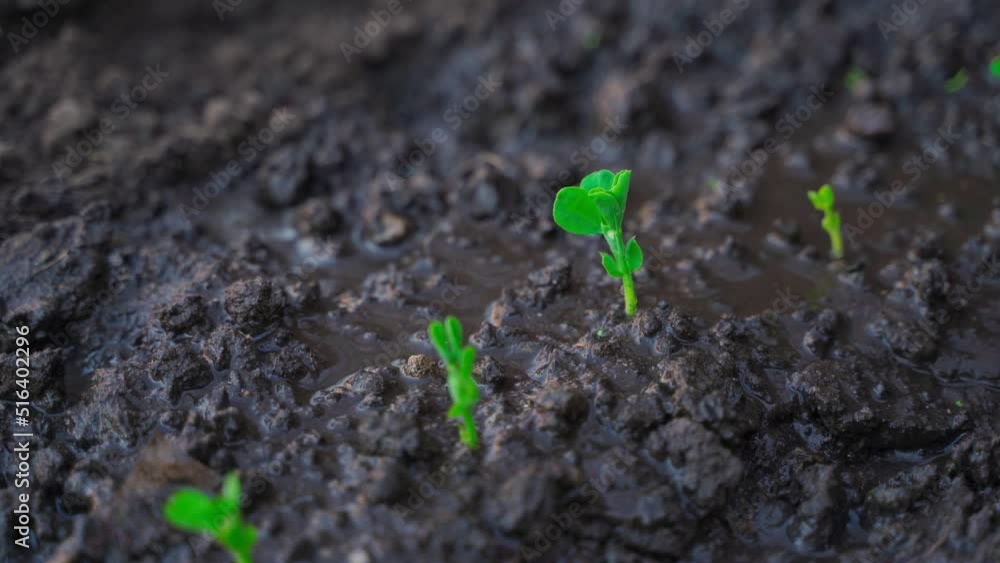 Watering young green pea sprouts close-up Watering young green pea sprouts close-up