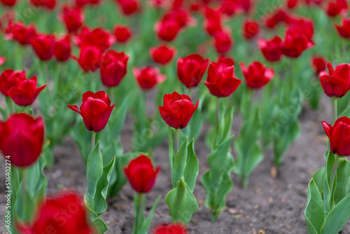 Fototapeta Naklejka Na Ścianę i Meble -  Red tulip flowers background outdoor