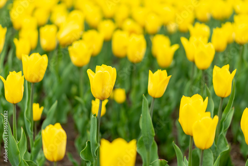 Yellow tulip flowers background outdoor