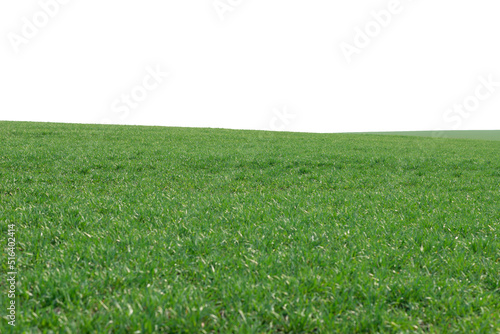 Green field as a background.  Green grass in spring isolated on white background. © Nikolay