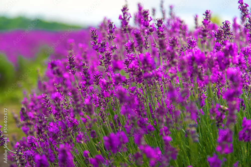 Naklejka premium Lavender blossoms in a beautiful background field. Selective focus.