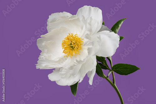 The white peony flower with a yellow middle is isolated on a purple background. © ksi