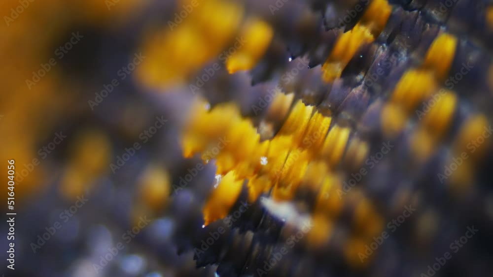 Lepidopterist examines the internal structure of the wing of a ...