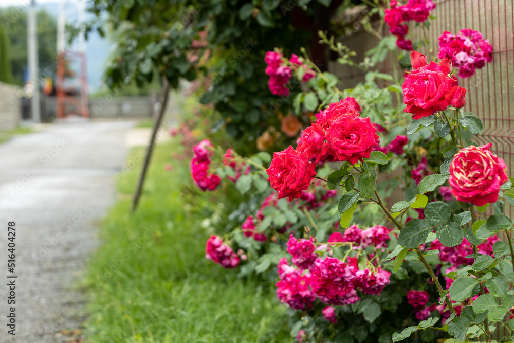 Roses in the street of Romania 