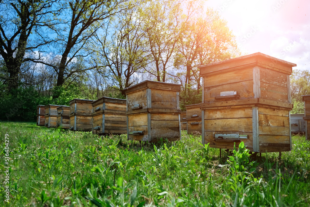 custom made wallpaper toronto digitalApiary. Old wooden hives stand on the edge of the spring forest. Ecologically clean beekeeping. Wooden beehive and bees.