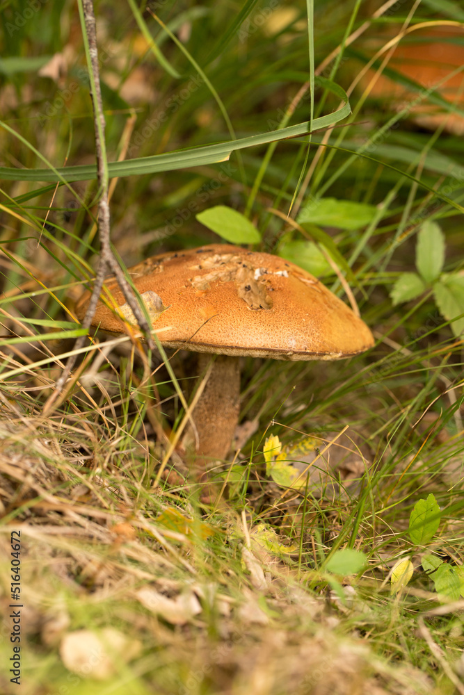Harvesting forest mushrooms from ecologically clean places Harvesting forest mushrooms from ecologically clean places