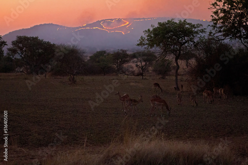 Impala and Brush Fire at Dusk in the Serengeti