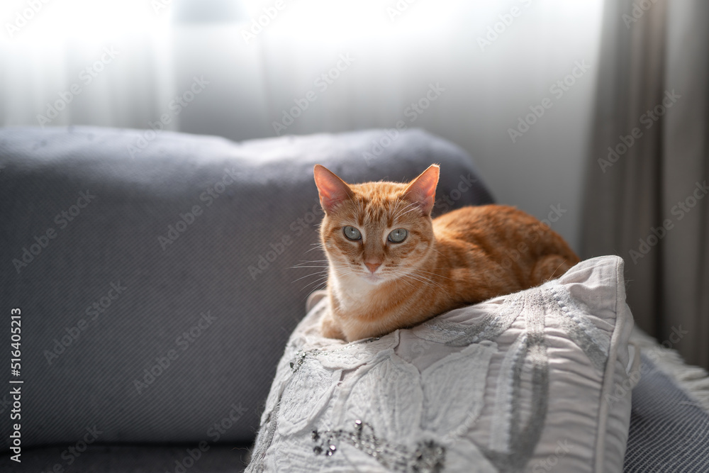 brown tabby cat with green eyes lying on a white pillow, looks at the camera. brown tabby cat with green eyes lying on a white pillow, looks at the camera.