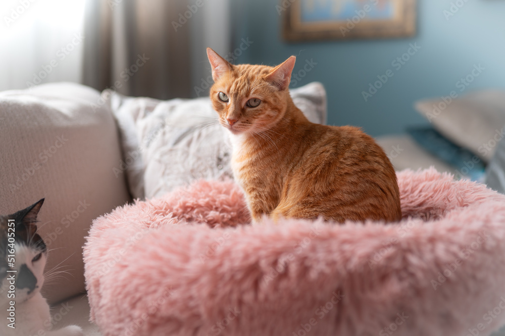 brown tabby cat with green eyes sitting on a pink bed. brown tabby cat with green eyes sitting on a pink bed.