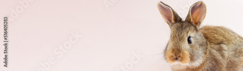 Young beautiful easter bunny on pastel pink background, photo banner with copy space. Concept for spring holidays.
